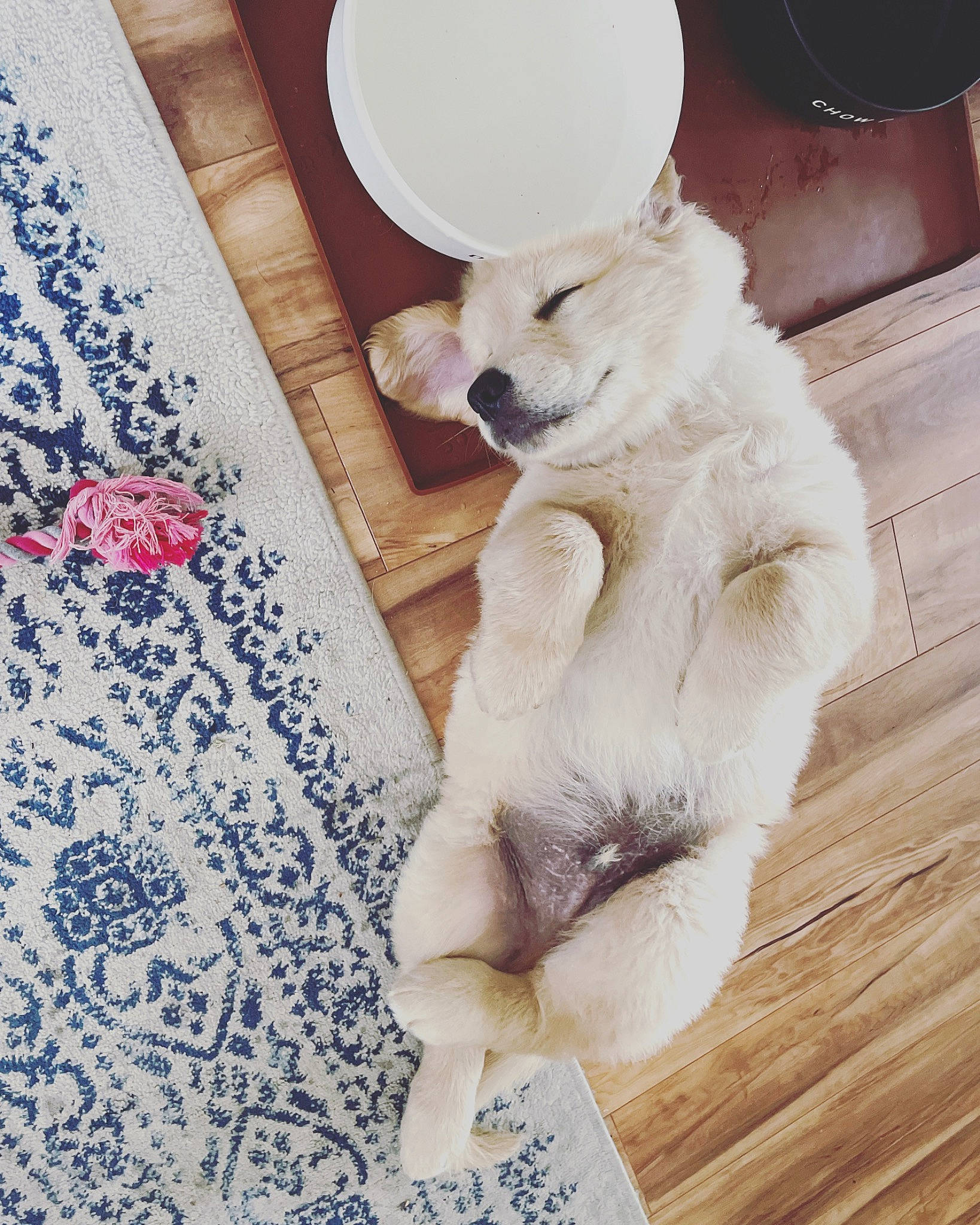 Dale is registered to the contest to win money with this photo: american_eskimo_dog, carnivore, comfort, companion_dog, dog, dog_breed, fawn, flooring, fur, hardwood, indian_spitz, linens, pattern, paw, rectangle, tail, volpino_italiano, whiskers, wood, working_animal