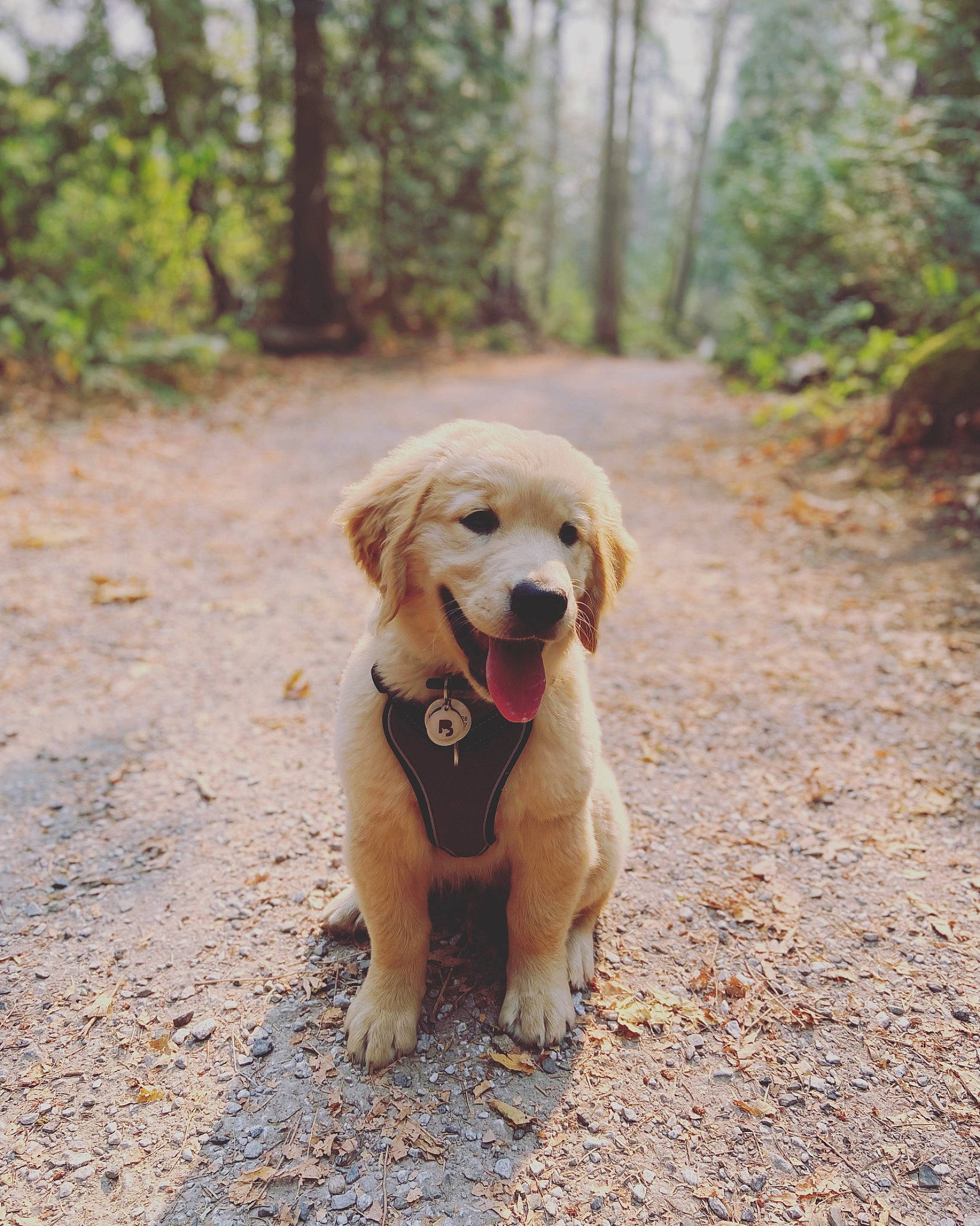 Dale joined the competition — help win amazing prizes! canidae, carnivore, collar, companion_dog, dog, dog_breed, fawn, forest, leash, liver, paw, plant, snout, sporting_group, tail, tree, walking, wood, woodland, working_animal