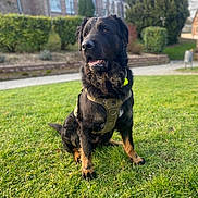 Beethoven participe au concours pour gagner de l'argent avec cette photo : alert, animal, black_fur, building, bushes, canine, daylight, dog, domestic_animal, garden, grass, harness, leisure, mammal, nature, outdoor, pet, portrait, sitting, tan_fur