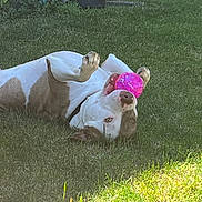 Milo Munoz joined the competition — help win amazing prizes! dog, grass, ball, playful, outdoor, sunlight, pet, canine, yard, fun, animal, white, brown, nose, paw, relaxing, summer, green, toy, domestic