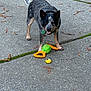 dog, blue_heeler, australian_cattle_dog, concrete, sidewalk, toy, yellow_toy, green_toy, playing, standing, collar, dog_tag, ears_up, panting, open_mouth, leaves, pine_needles, moss, outdoor, texture