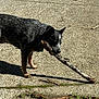 Milo joined the competition — help win amazing prizes! dog, stick, concrete, shadow, sunlight, fur, ears, collar, tag, paws, nose, texture, outdoor, play, fetching, pet, side_view, walkway, twig, ground