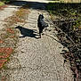 dog, canine, animal, stick, walking, path, concrete, shadow, sunlight, back_view, tail, nature, trail, outdoors, forest, shrubbery, branch, pet, playful, adventure