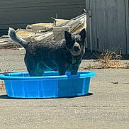 Milo is registered to the contest to win money with this photo: dog, blue_pool, outdoor, concrete, sunlight, dry_grass, wood, building, pet, animal, collar, shadow, daytime, backyard, summer, standing, black_and_gray_dog, water_container, quiet, nature