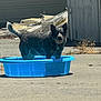 dog, blue_pool, outdoor, concrete, sunlight, dry_grass, wood, building, pet, animal, collar, shadow, daytime, backyard, summer, standing, black_and_gray_dog, water_container, quiet, nature