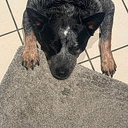 Milo joined the competition — help win amazing prizes! animal, black, brown, calm, canine, dog, domestic_animal, ears, floor, fur, indoor, lying_down, nose, paws, pet, quiet, resting, rug, speckled, tile