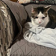 Ziggy is registered to the contest to win money with this photo: cat, pet, indoor, blanket, cushion, quilt, fur, white, gray, brown, striped, relaxed, resting, animal, cute, domestic, feline, cozy, soft, comfort