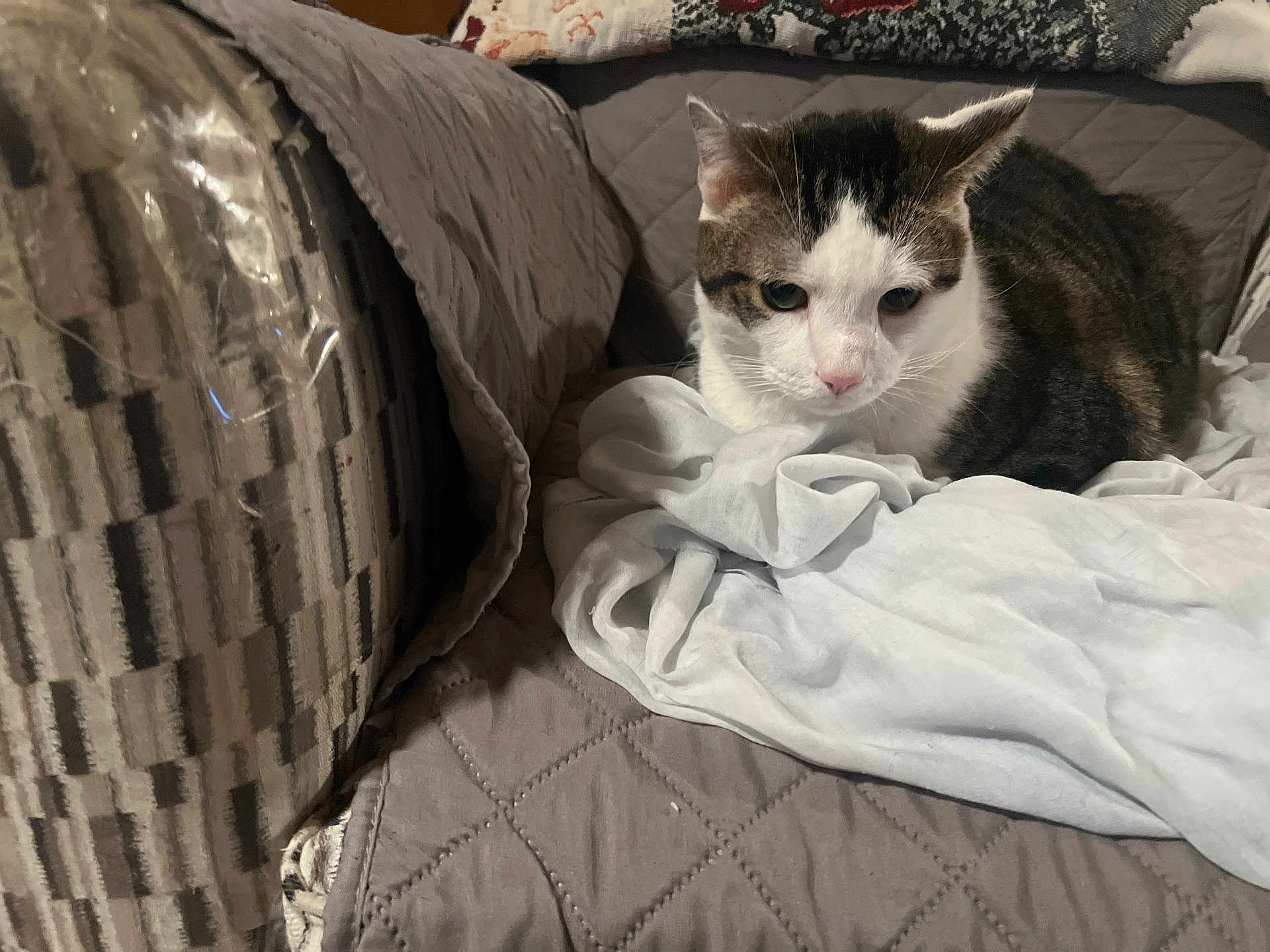 Ziggy is registered to the contest to win money with this photo: cat, pet, indoor, blanket, cushion, quilt, fur, white, gray, brown, striped, relaxed, resting, animal, cute, domestic, feline, cozy, soft, comfort