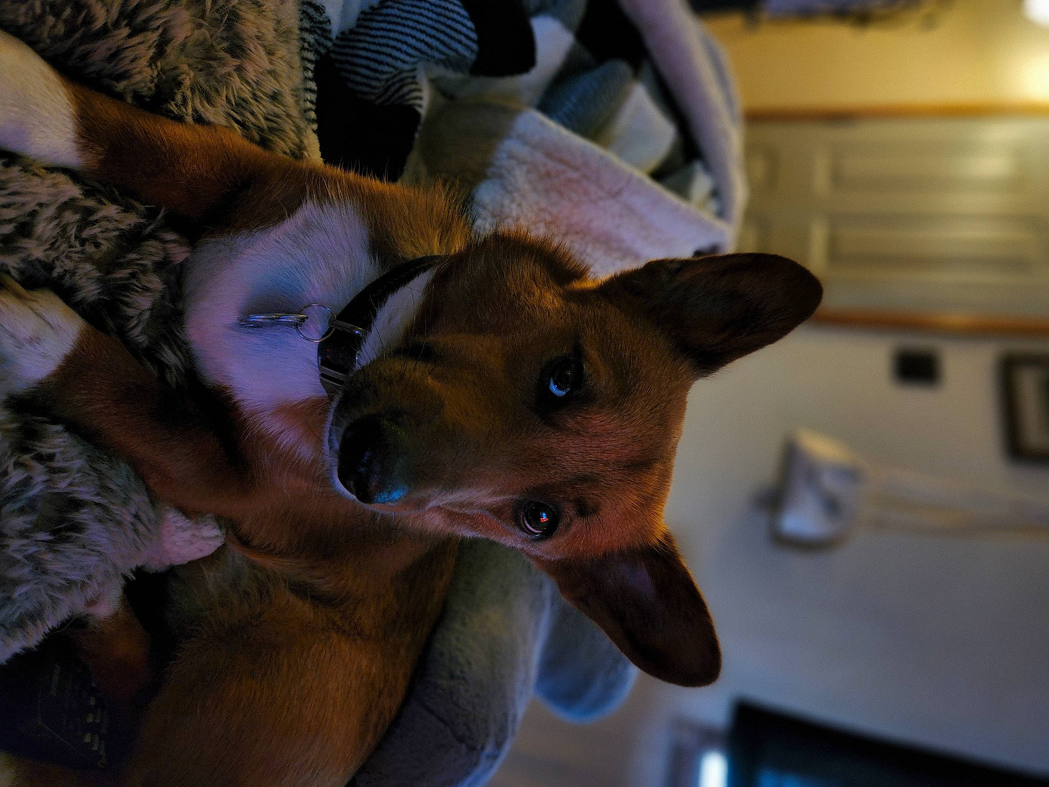 Cannoli is registered to the contest to win money with this photo: canidae, carnivore, collar, companion_dog, dog, dog_breed, dog_collar, ear, fawn, fur, jaw, non_sporting_group, sporting_group, whiskers, working_animal