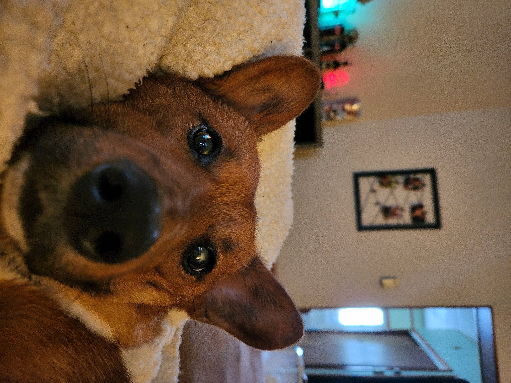 Cannoli is registered to the contest to win money with this photo: canidae, carnivore, collar, companion_dog, dog, dog_breed, dog_supply, ear, fawn, fur, hat, pet_supply, picture_frame, snout, sporting_group, terrestrial_animal, whiskers, wood, working_animal, working_dog