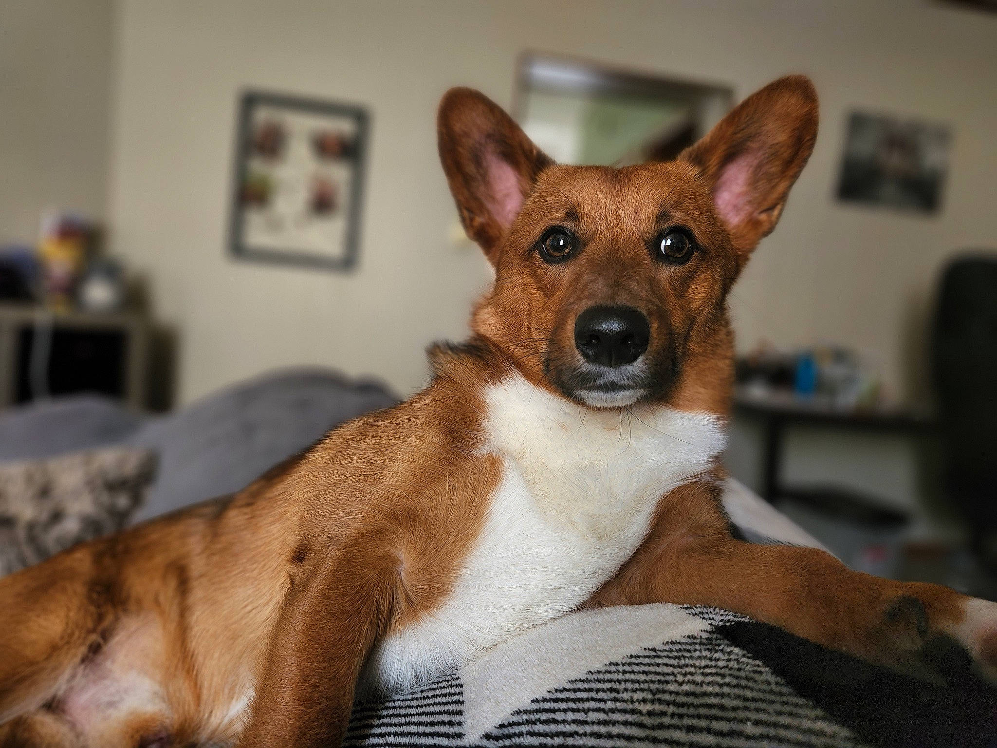 Cannoli is registered to the contest to win money with this photo: canidae, carnivore, comfort, companion_dog, dog, dog_breed, dog_supply, fawn, fur, picture_frame, snout, terrestrial_animal, toy_dog, whiskers, working_animal