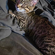 Godzilla joined the competition — help win amazing prizes! cat, tabby, animal, pet, feline, resting, sleepy, indoor, blanket, cozy, fur, whiskers, ears, cute, domestic, mammal, relaxed, soft, comfort, bed