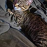animal, bed, blanket, cat, comfort, cozy, cute, domestic, ears, feline, fur, indoor, mammal, pet, relaxed, resting, sleepy, soft, tabby, whiskers