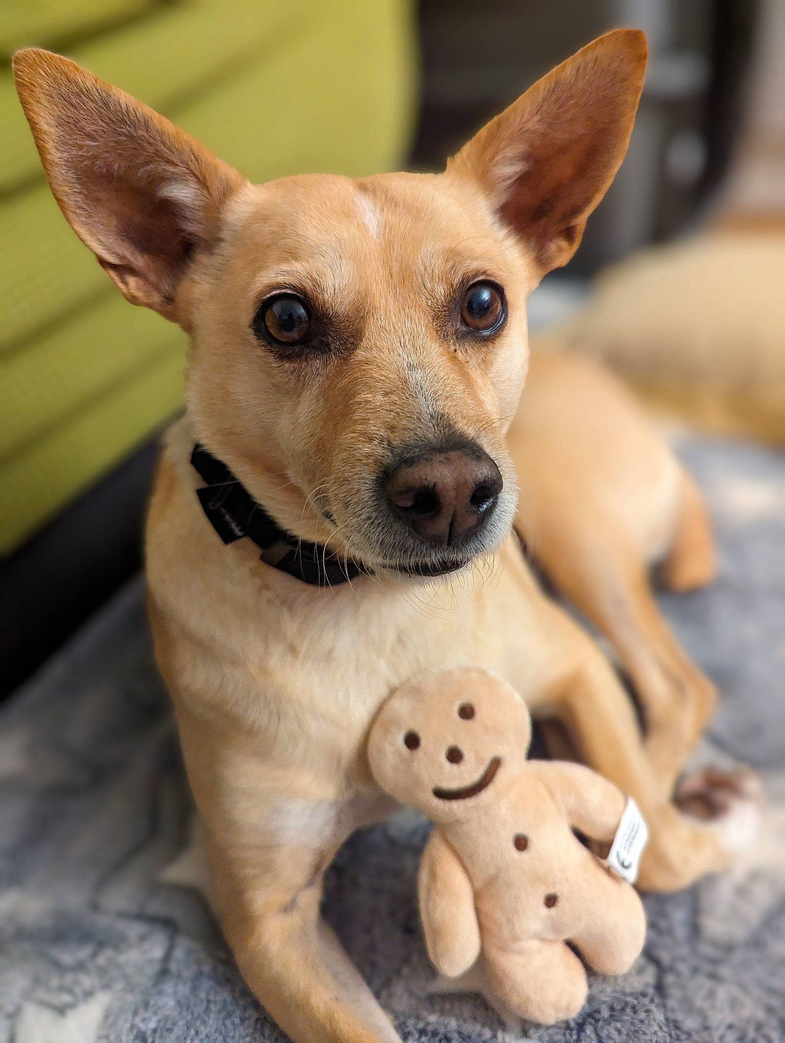 Yseult a rejoint le concours — aidez-le/la à gagner de superbes lots ! art, canidae, carnivore, companion_dog, dog, dog_breed, dog_supply, ear, fawn, fur, paw, smile, snout, sporting_group, terrestrial_animal, toy, toy_dog, whiskers, wood, working_animal