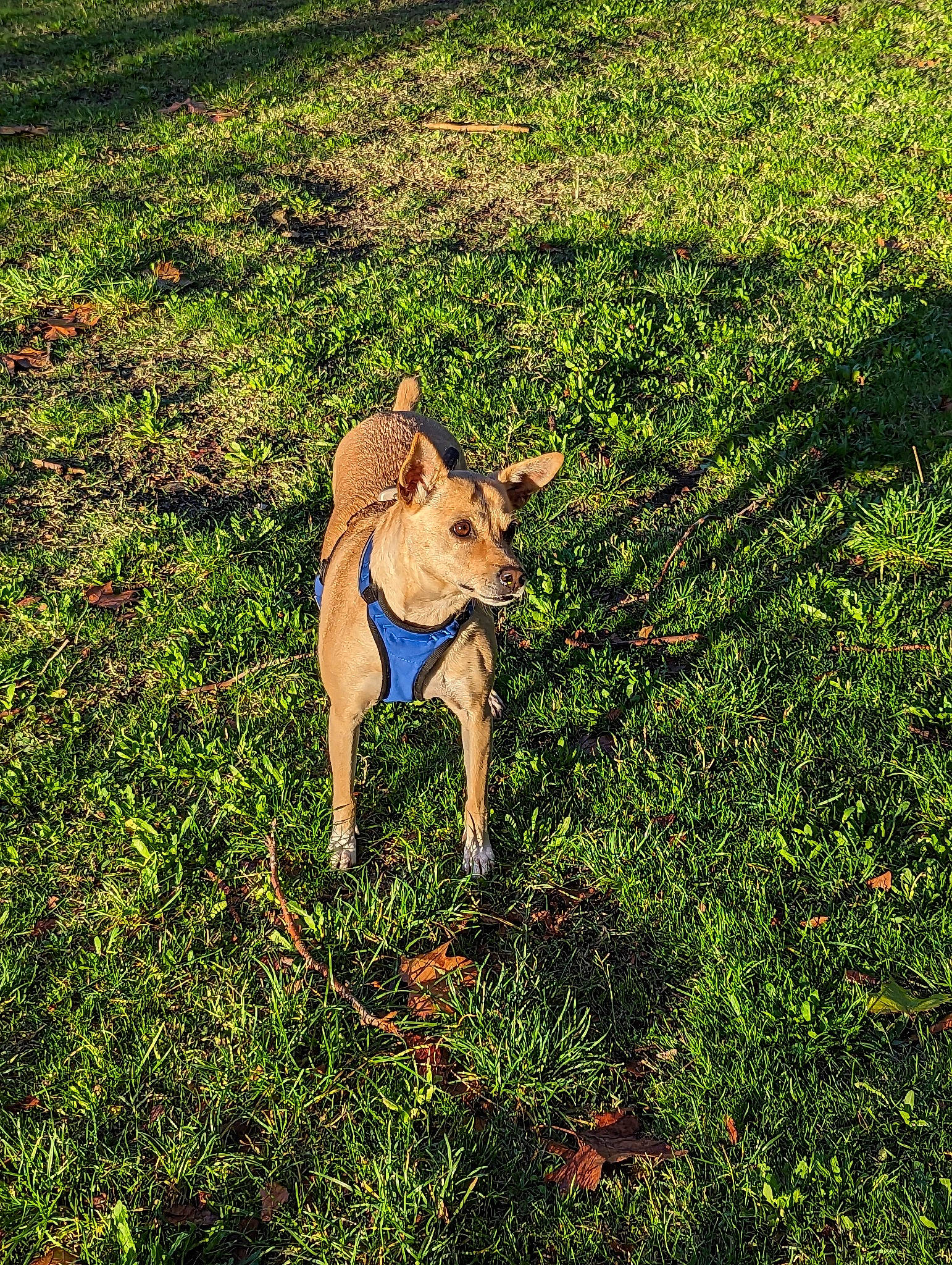 Yseult a rejoint le concours — aidez-le/la à gagner de superbes lots ! carnivore, companion_dog, dog, dog_breed, dog_clothes, fawn, field, grass, grass_family, grassland, groundcover, meadow, pasture, people_in_nature, plant, shrub, soil, sporting_group, tail, working_animal