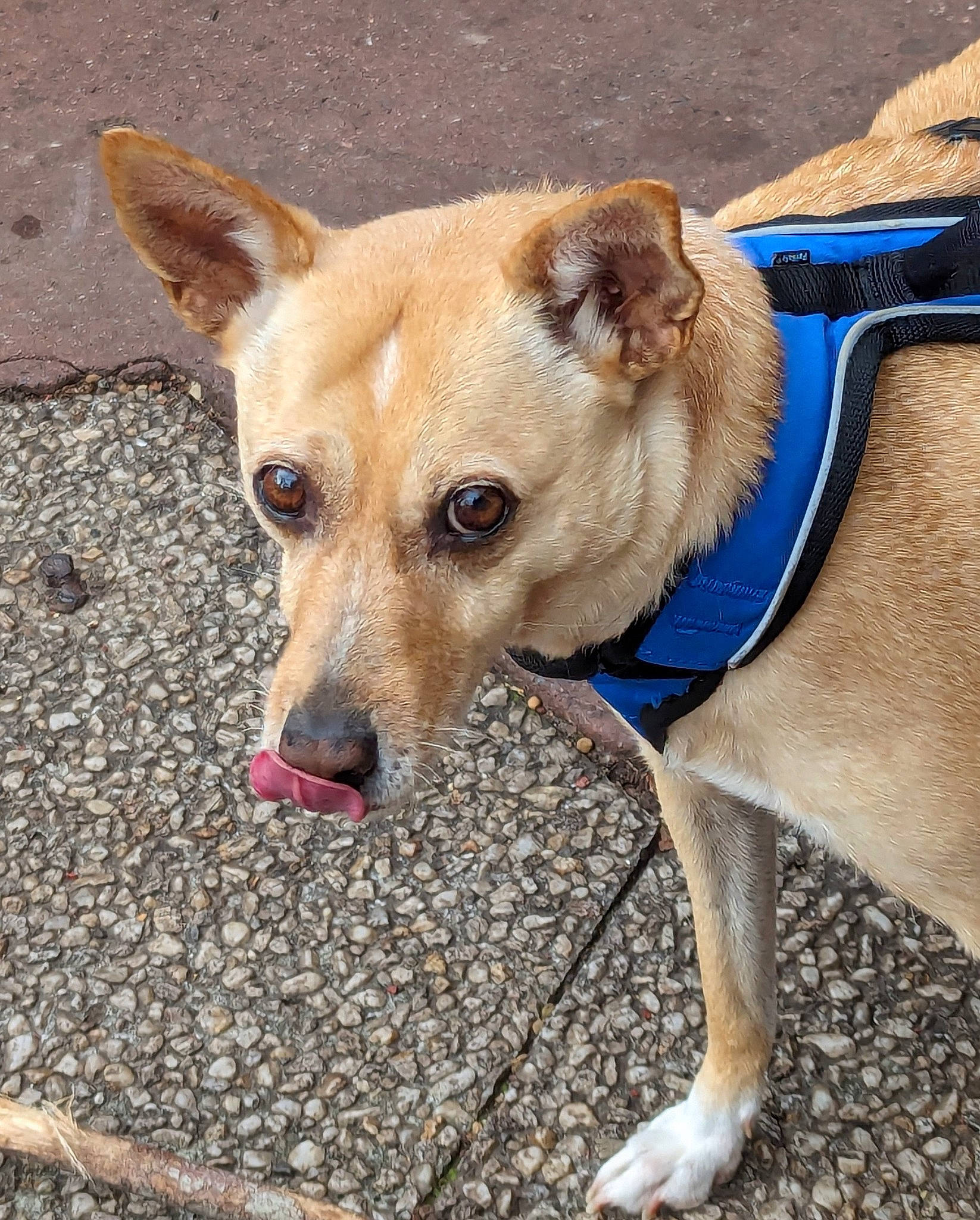 Yseult participe au concours pour gagner de l'argent avec cette photo : adventure, canidae, carnivore, collar, companion_dog, dog, dog_breed, dog_clothes, dog_collar, dog_supply, fawn, fur, leash, non_sporting_group, snout, sporting_group, street_dog, toy_dog, whiskers, working_animal