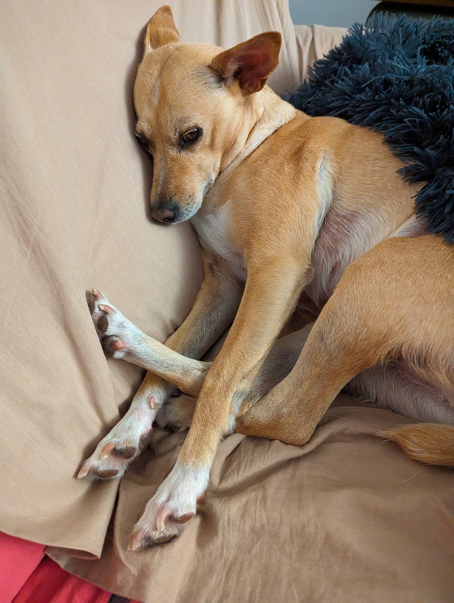 Yseult a rejoint le concours — aidez-le/la à gagner de superbes lots ! ancient_dog_breeds, canidae, carnivore, comfort, companion_dog, dog, dog_breed, fawn, fur, linens, paw, snout, sporting_group, tail, terrestrial_animal, whiskers, wildlife, wood, working_animal