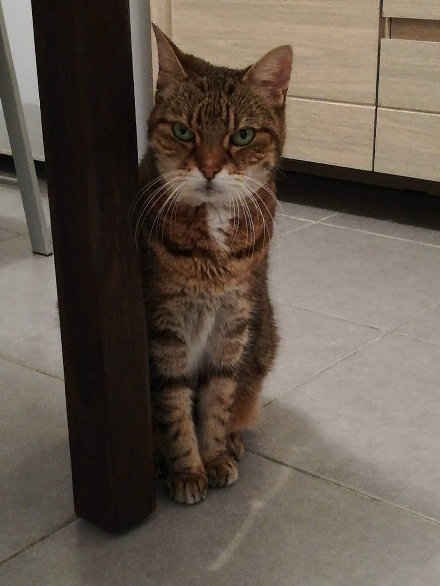 Gugu a rejoint le concours — aidez-le/la à gagner de superbes lots ! carnivore, cat, domestic_short_haired_cat, door, eye, felidae, flooring, fur, paw, road_surface, sitting, small_to_medium_sized_cats, snout, tail, terrestrial_animal, tree, whiskers, window, wood