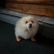 Duncan is registered to the contest to win money with this photo: dog, pomeranian, fluffy, socks, orange, yellow, carpet, wooden_wall, indoor, pet, cute, small_dog, fur, animal, looking_up, floor, cozy, domestic, companion, adorable