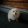 dog, pomeranian, fluffy, socks, orange, yellow, carpet, wooden_wall, indoor, pet, cute, small_dog, fur, animal, looking_up, floor, cozy, domestic, companion, adorable