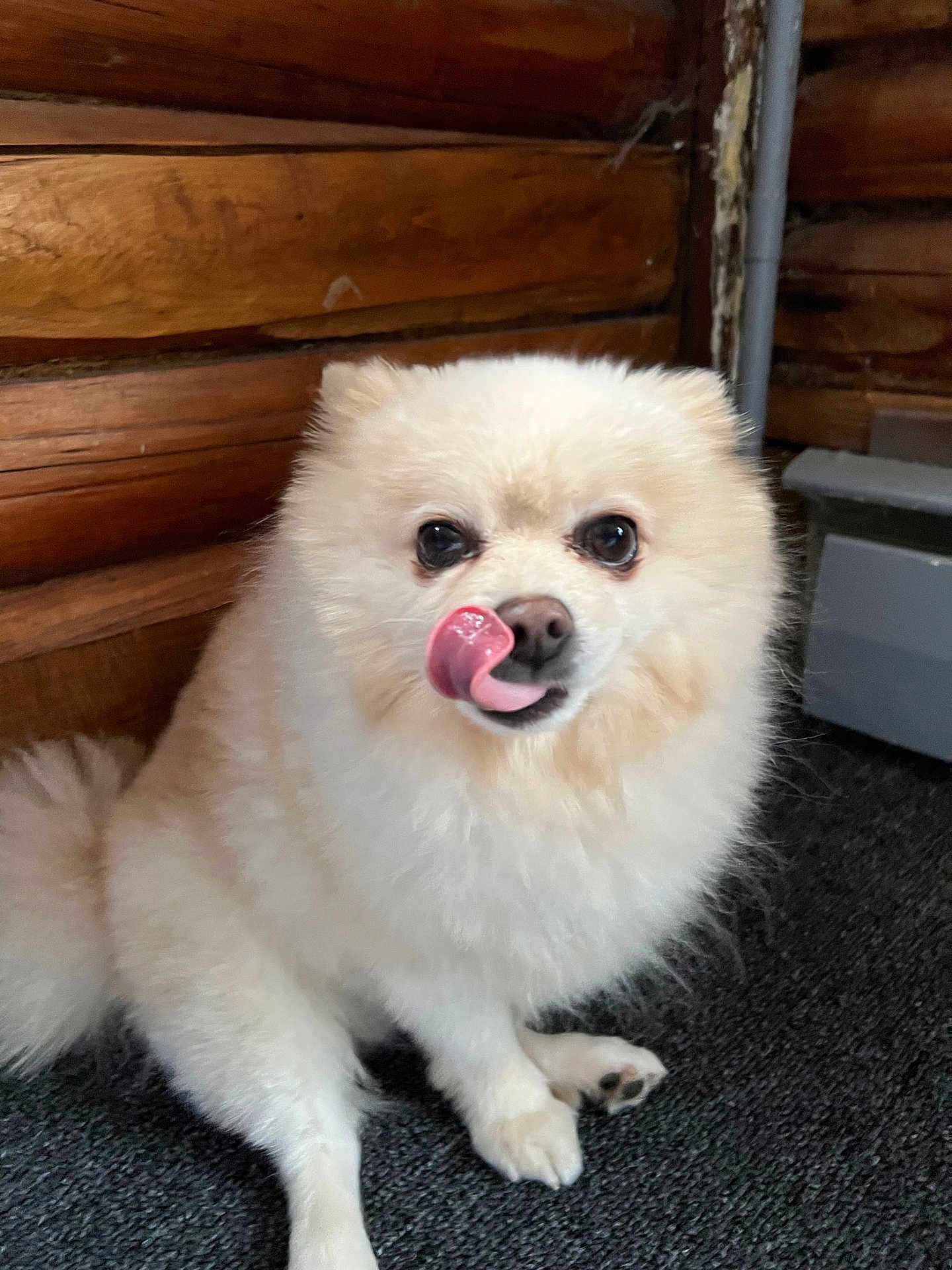 Duncan is registered to the contest to win money with this photo: dog, pomeranian, fluffy, white, tongue_out, indoor, carpet, wooden_wall, pet, cute, animal, small_dog, licking, nose, sitting, fur, domestic_animal, companion, friendly, paw
