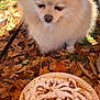 Duncan joined the competition — help win amazing prizes! dog, pomeranian, funnel_cake, powdered_sugar, autumn_leaves, fall, outdoor, food, paper_plate, curious, pet, animal, leaves, snack, festival, nature, grass, seasonal, brown, fluffy