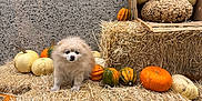 Duncan is registered to the contest to win money with this photo: dog, hay, pumpkin, gourd, autumn, fall, animal, pet, outdoor, rustic, concrete_wall, orange, white, brown, cute, small_dog, fluffy, nature, seasonal, decor