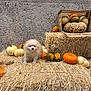 dog, hay, pumpkin, gourd, autumn, fall, animal, pet, outdoor, rustic, concrete_wall, orange, white, brown, cute, small_dog, fluffy, nature, seasonal, decor