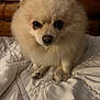 Duncan joined the competition — help win amazing prizes! dog, pomeranian, fluffy, cream_color, pet, indoor, bed, blanket, quilt, wooden_background, cute, small_dog, animal, fur, sitting, looking_at_camera, face, nose, paw, cozy