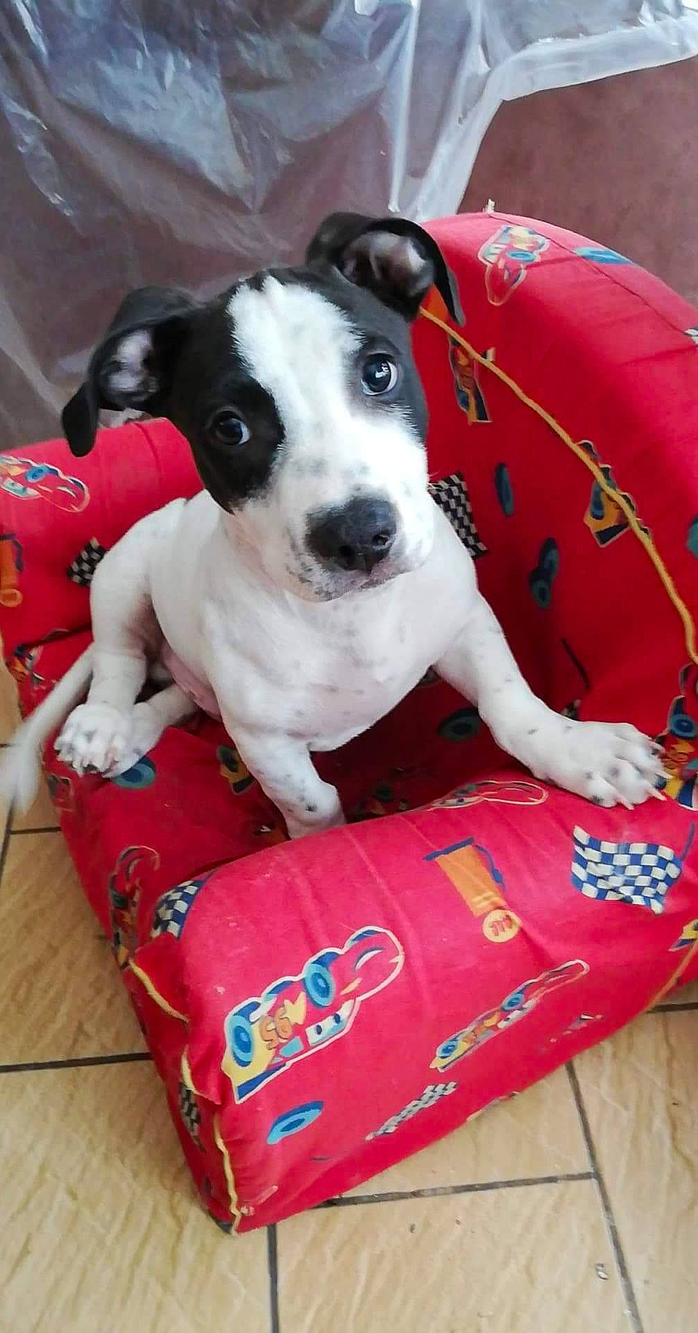 Pablo Picasso a rejoint le concours — aidez-le/la à gagner de superbes lots ! canidae, carnivore, companion_dog, dog, dog_breed, mammal, non_sporting_group, puppy, snout, sporting_group, vertebrate