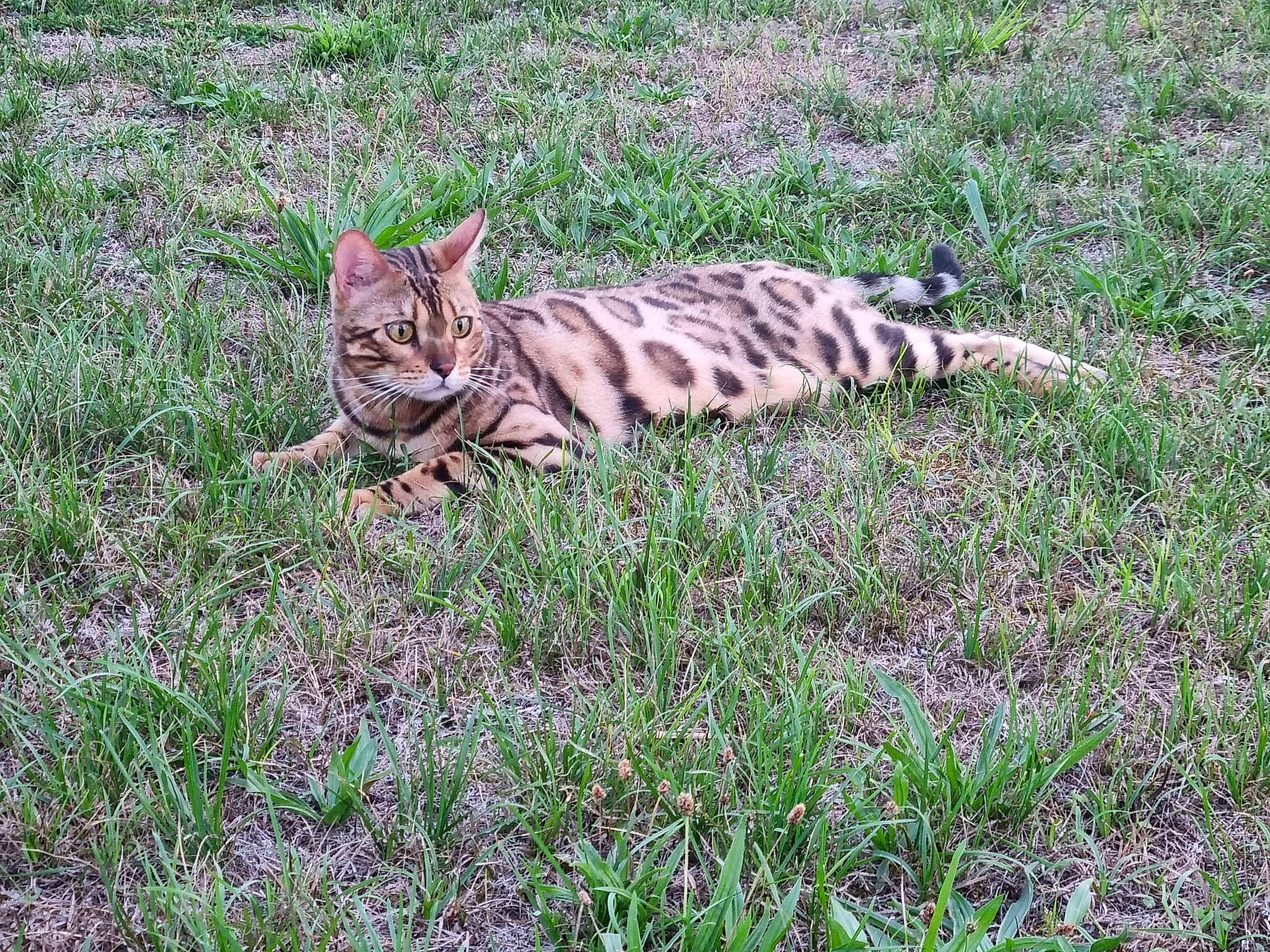 Tizou participe au concours pour gagner de l'argent avec cette photo : bengal_tiger, big_cats, carnivore, cat, domestic_short_haired_cat, fawn, felidae, fur, grass, grassland, groundcover, plant, prairie, siberian_tiger, small_to_medium_sized_cats, tail, terrestrial_animal, tiger, whiskers, wildlife