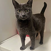 Barney joined the competition — help win amazing prizes! cat, gray_cat, pet, animal, feline, whiskers, ears, tail, yellow_eyes, indoor, curious, standing, fur, mammal, domestic_animal, looking, alert, closeup, household, cute