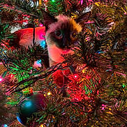 Oakley joined the competition — help win amazing prizes! cat, siamese_cat, christmas_tree, christmas_lights, ornament, holiday, festive, animal, pet, indoor, colorful, decorations, tree_branches, cute, curious, feline, closeup, green, red, yellow