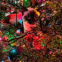 cat, siamese_cat, christmas_tree, christmas_lights, ornament, holiday, festive, animal, pet, indoor, colorful, decorations, tree_branches, cute, curious, feline, closeup, green, red, yellow