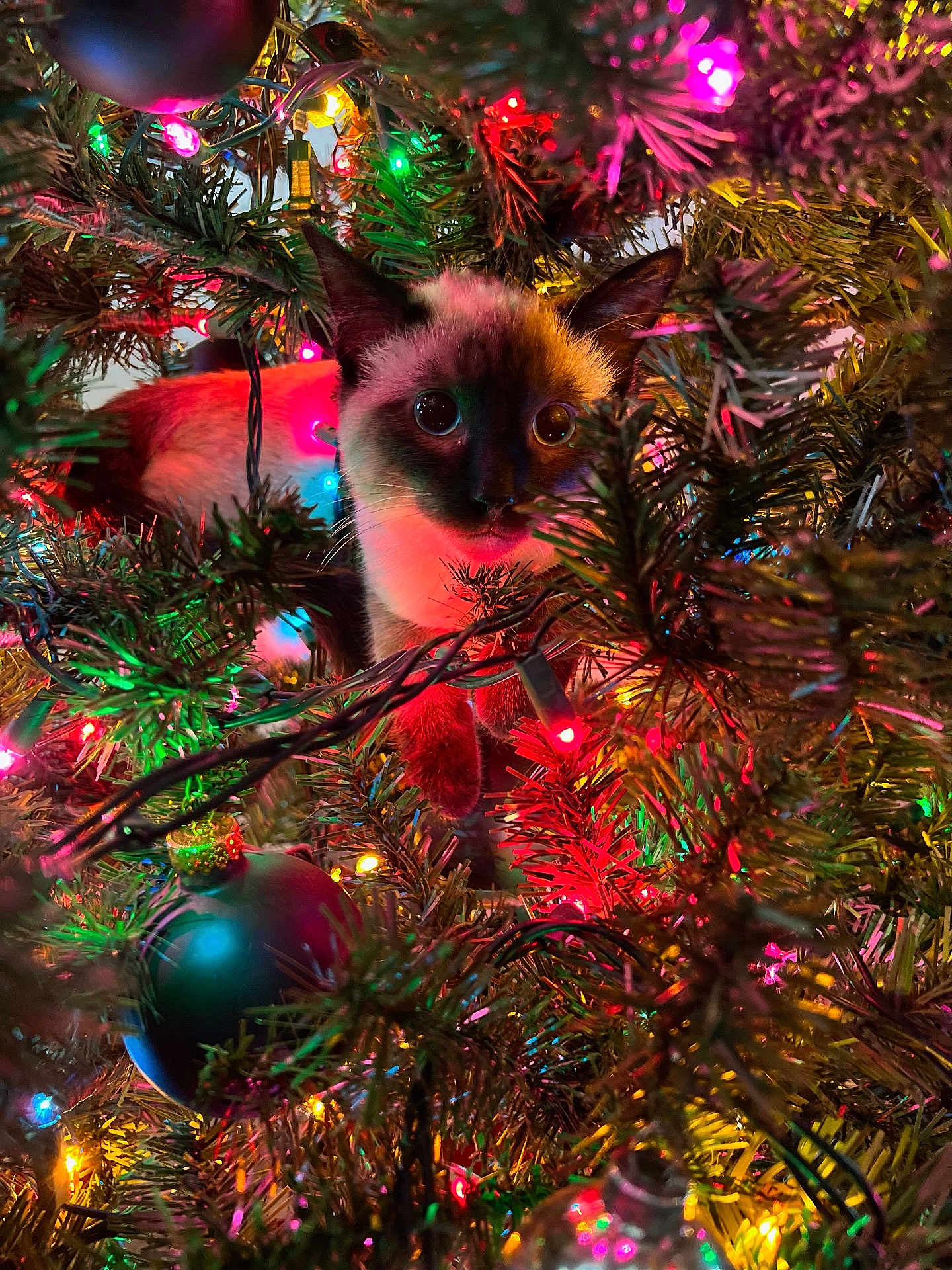 Oakley joined the competition — help win amazing prizes! cat, siamese_cat, christmas_tree, christmas_lights, ornament, holiday, festive, animal, pet, indoor, colorful, decorations, tree_branches, cute, curious, feline, closeup, green, red, yellow