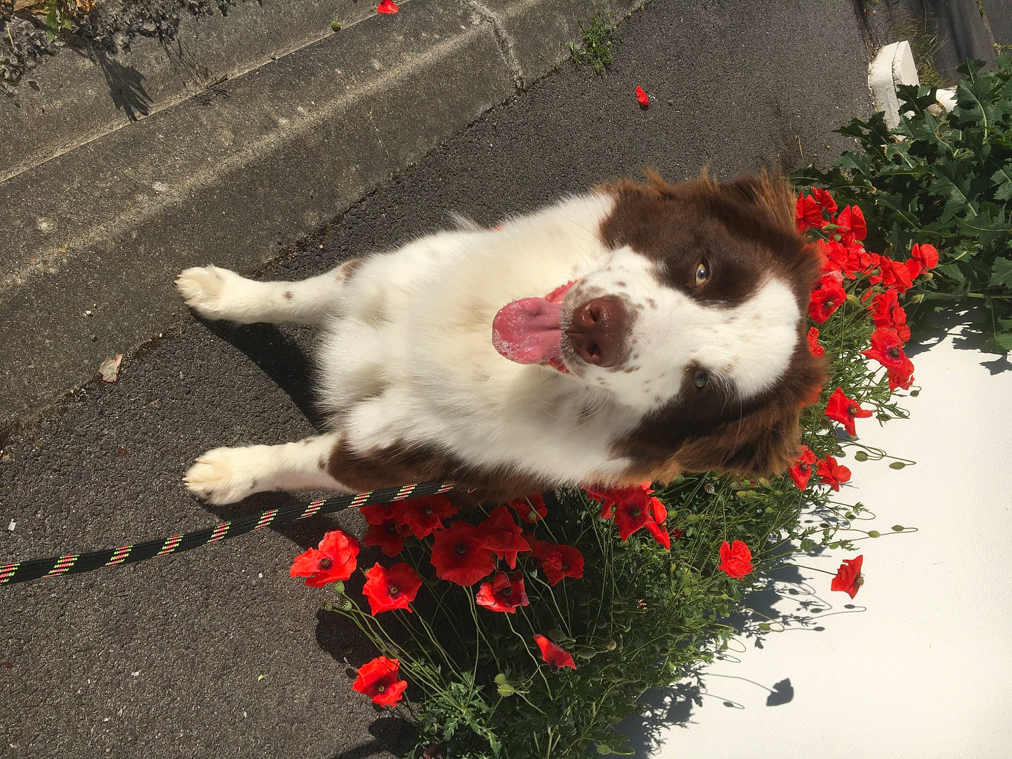 Moen a rejoint le concours — aidez-le/la à gagner de superbes lots ! canidae, carnivore, cat, companion_dog, dog, dog_breed, felidae, flower, fur, love, mammal, plant, small_to_medium_sized_cats, snout, sporting_group, st_bernard, tail, whiskers