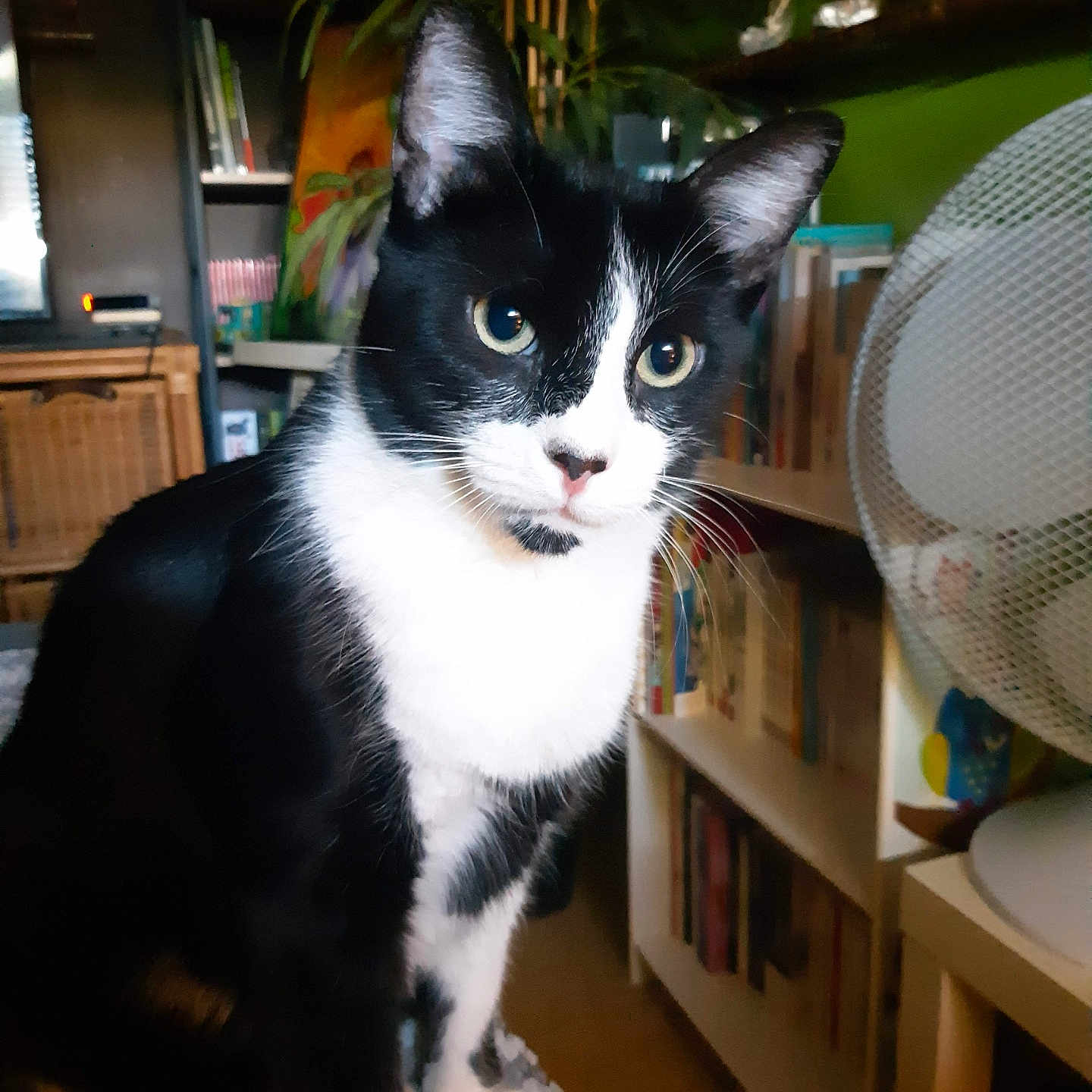 Charlie a rejoint le concours — aidez-le/la à gagner de superbes lots ! animal, architecture, bookcase, building, cat, chair, closet, couch, furniture, hardwood, indoors, interiordesign, kitten, livingroom, manx, pet, plywood, room, shelf, wood