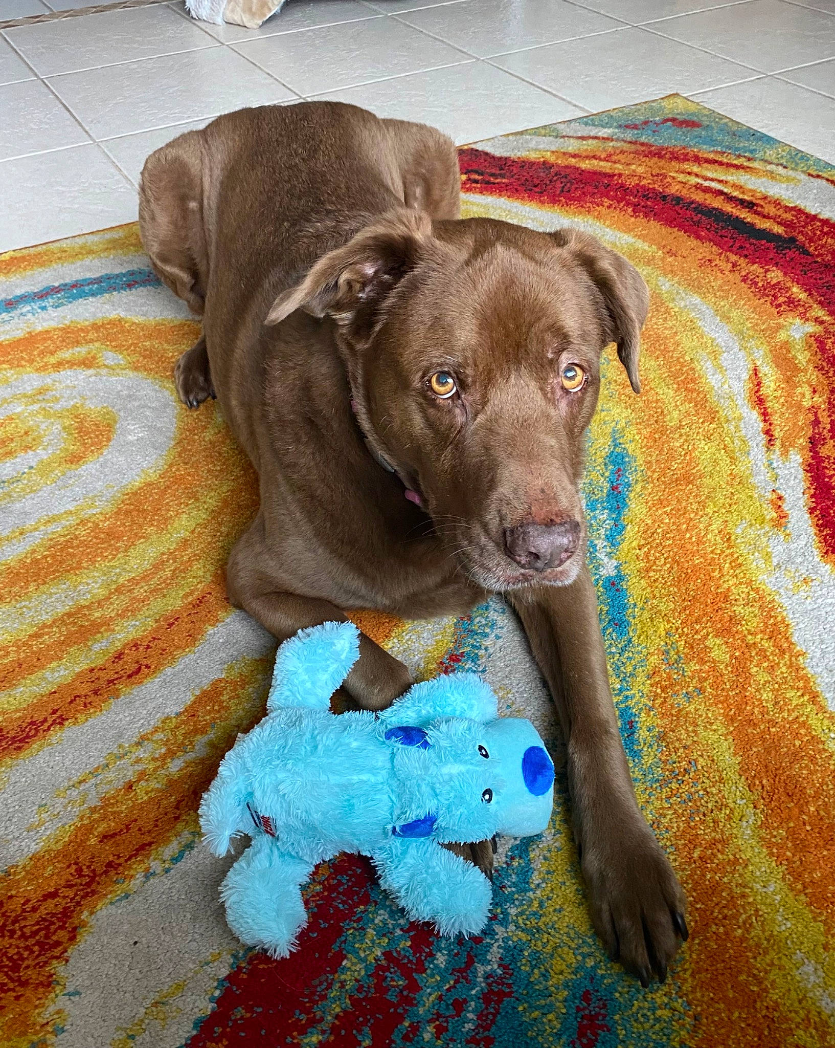 Bunnie joined the competition — help win amazing prizes! borador, canidae, carnivore, collar, companion_dog, dog, dog_breed, dog_collar, dog_supply, electric_blue, fawn, flooring, guard_dog, liver, paw, retriever, snout, sporting_group, tail, working_animal