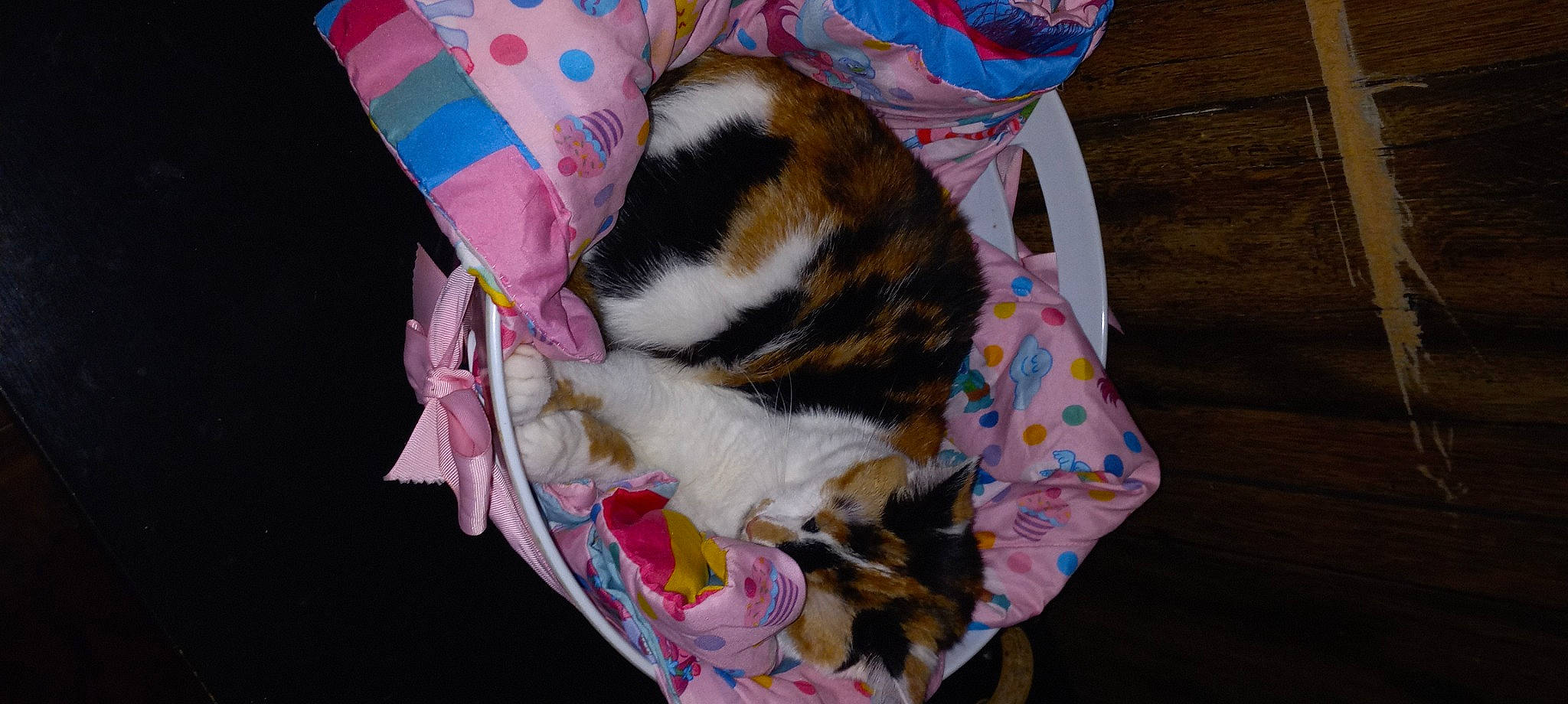 Ivy joined the competition — help win amazing prizes! carnivore, cat, cat_supply, claw, comfort, domestic_short_haired_cat, felidae, fur, linens, nap, paw, plant, small_to_medium_sized_cats, tail, textile, tree, whiskers