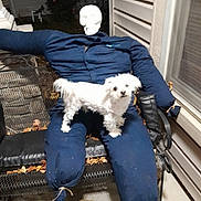 Bingo is registered to the contest to win money with this photo: dog, scarecrow, skull_mask, bench, overalls, boots, leaves, outdoor, night, pet, white_dog, costume, porch, furniture, animal, fall, decoration, lawn_decor, sitting, curious
