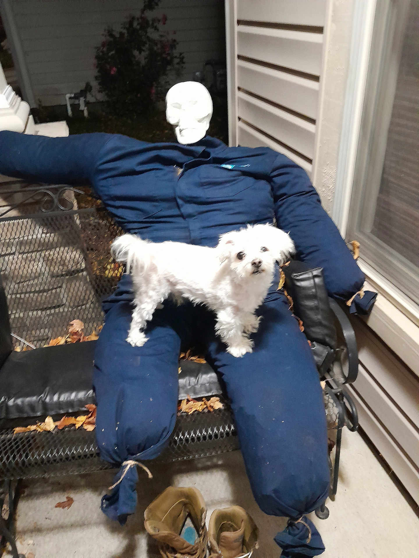 Bingo is registered to the contest to win money with this photo: dog, scarecrow, skull_mask, bench, overalls, boots, leaves, outdoor, night, pet, white_dog, costume, porch, furniture, animal, fall, decoration, lawn_decor, sitting, curious