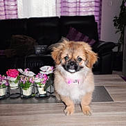 Rosy a rejoint le concours — aidez-le/la à gagner de superbes lots ! animal, architecture, building, canine, couch, dog, flower, flowerarrangement, flowerbouquet, furniture, geranium, indoors, interiordesign, livingroom, pet, plant, pottedplant, puppy, room, wood