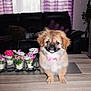 animal, architecture, building, canine, couch, dog, flower, flowerarrangement, flowerbouquet, furniture, geranium, indoors, interiordesign, livingroom, pet, plant, pottedplant, puppy, room, wood