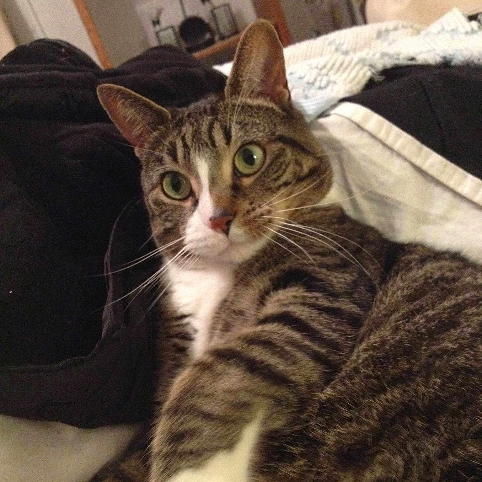 Milo