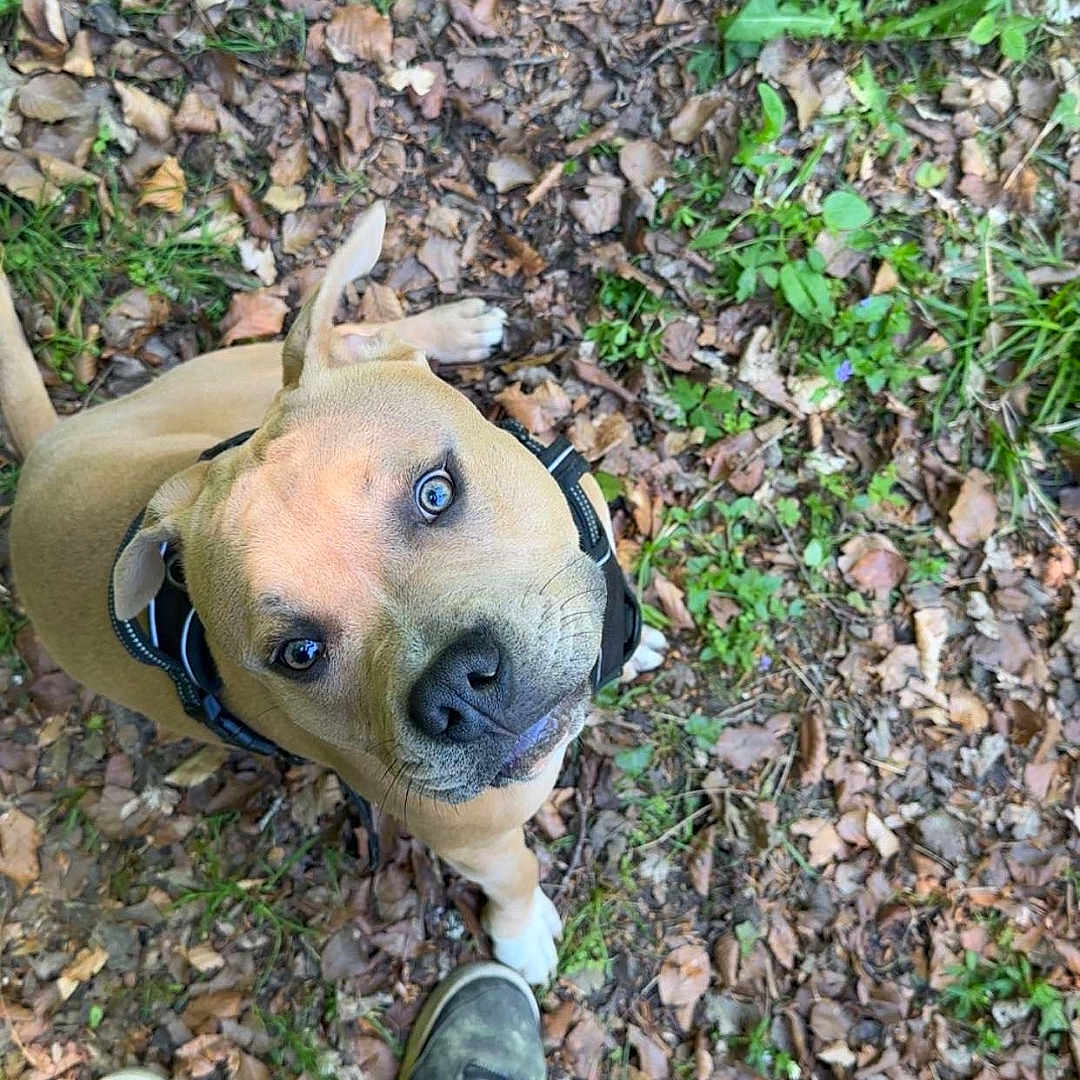 Paco