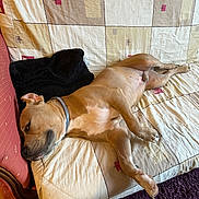 Paco participe au concours pour gagner de l'argent avec cette photo : dog, couch, blanket, relaxed, indoor, brown_dog, collar, furniture, patterned, pet, resting, canine, comfort, home, floor, purple_rug, tile_floor, sleepy, laying_down, domestic_animal