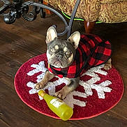 Brûlée is registered to the contest to win money with this photo: animal, checkered_pattern, cozy, cute, dog, domestic, french_bulldog, home, indoor, pet, playful, red_jacket, relaxed, rug, small_dog, snowflake_pattern, table_leg, toy, wooden_floor, yellow_toy