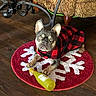 animal, checkered_pattern, cozy, cute, dog, domestic, french_bulldog, home, indoor, pet, playful, red_jacket, relaxed, rug, small_dog, snowflake_pattern, table_leg, toy, wooden_floor, yellow_toy