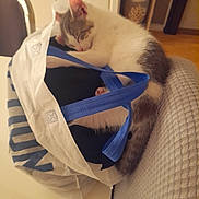Mooun a rejoint le concours — aidez-le/la à gagner de superbes lots ! bag, blue_handles, cat, cozy, curled_up, domestic, fabric, feline, fur, indoor, kitten, nap, pet, quiet, resting, sleeping, table, texture, tote_bag, white_bag