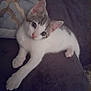 Mooun participe au concours pour gagner de l'argent avec cette photo : animal, blanket, cat, curious, cute, domestic, eyes, feline, fur, gray, indoor, kitten, lying_down, paws, pet, relaxed, soft, whiskers, white, young
